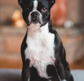 Boston Terrier Puppies For Sale - Pilesgrove Pups